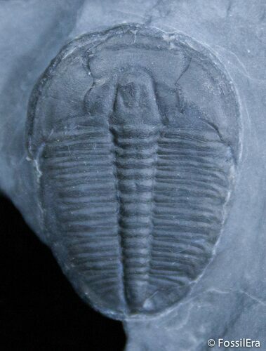 Inch Elrathia Trilobite In Matrix - Utah #2476